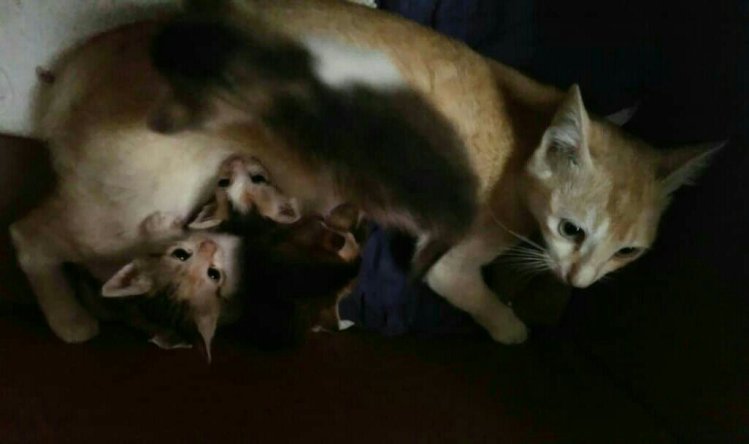 Mimi with Kitty's kittens 